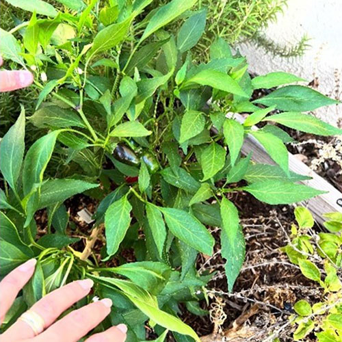 Box Gardening Class